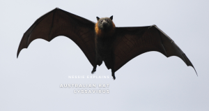 a photo of an australian flying fox with the words "Nessie explains australian bat lyssavirus" over it