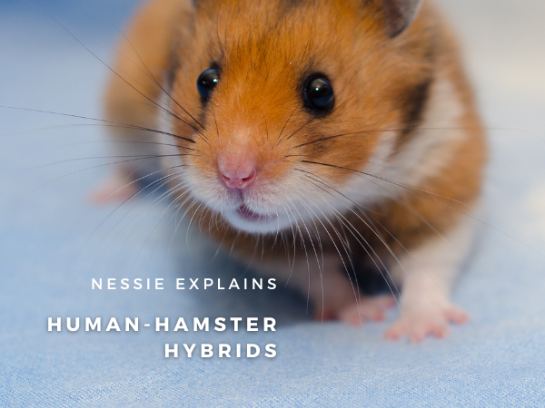 A photo of a golden hamster with the text "nessie explains human-hamster hybrids"